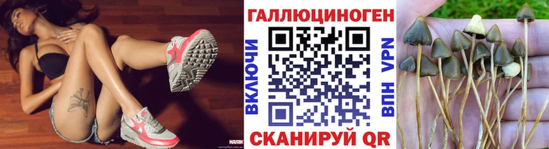 купить наркотики сайты  Славск  Галлюциногенные грибы Cubensis 